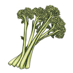 Broccolini hand drawing, white background