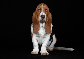 Basset Welpe vor schwarzem Hintergrund