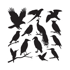 world of birds, including the majestic Eagle, vibrant Parrot, elegant Peacock, mysterious Owl, tiny Sparrow, adorable Penguin, graceful Flamingo, and powerful Falcon