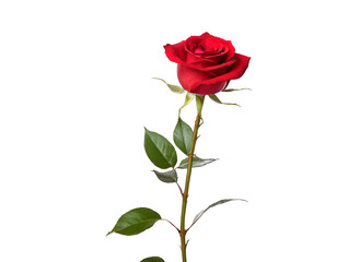 Fototapeta premium red rose image close up of red rose on plain background valentine day rose day png format