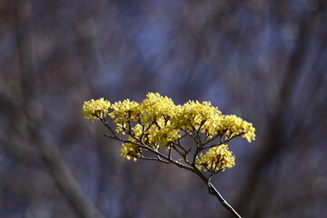 庭のサンシュユ