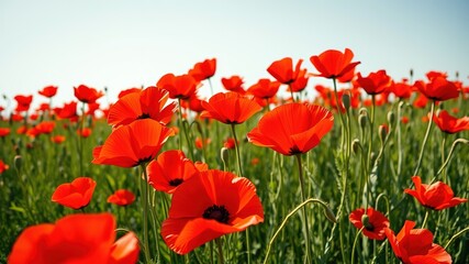 Obraz premium Red Poppy Field - Hand Painted Impression