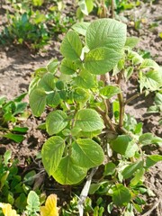 Potato plant start to grow 