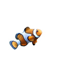 Pictures of various fish with the background removed.