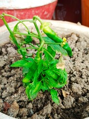 Green chilies plant in a pot 