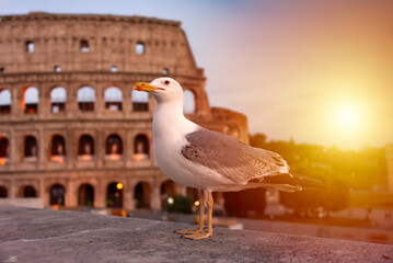 Colosseum in Rome, Italy and a seagull. Famous landmark and travel destination