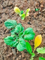 Potato plant with their beautiful green color 
