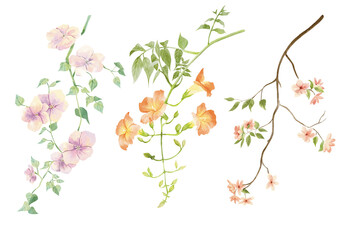 Watercolor wild flower clipart. hand drawn adorable floral for decorate you artwork. Ideal for creating feminine, aesthetic prints, invitations, cards and more.