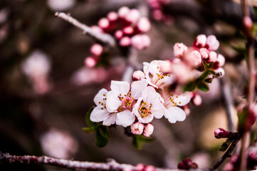close up of a flower