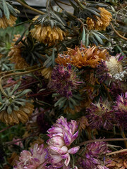 Asters withered petals. Palette of autumn colors. Collection of dried flowers for compost heap....