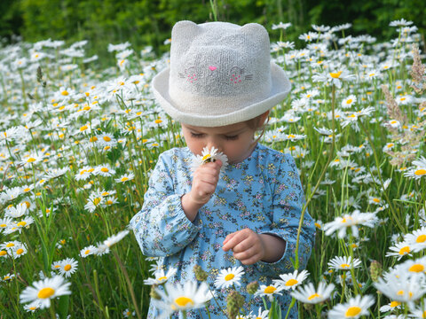 Adorable little toddler girl in a hat stands in a daisy field and holding and smelling a daisy