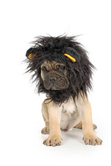 Naklejka premium A cute puppy dressed as a lion for a carnival celebration. The fluffy mane surrounds its face, giving it an adorable and playful look