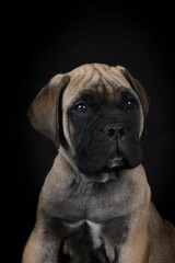 Adorable Bullmastiff puppy on a black background