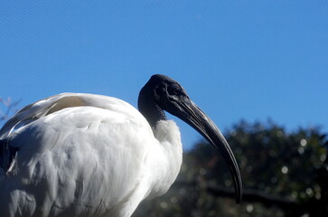 伊豆シャボテン公園のアフリカクロトキと青空