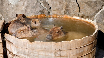 伊豆シャボテン公園で露天風呂の温泉につかるカピバラ