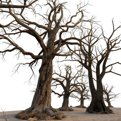 Barren landscape with ancient gnarled trees reaching for the sky in a desolate setting