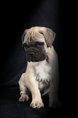 Adorable Bullmastiff puppy on a black background
