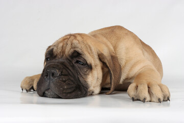 Obraz premium bullmastiff puppy isolated on white background 