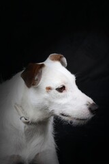 Obraz premium Portrait of a Jack Russell on a black background