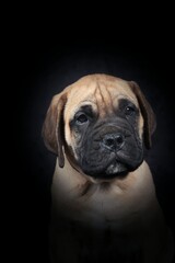 Adorable Bullmastiff puppy on a black background