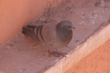 Gray Pigeon Close-up