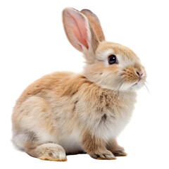 Obraz premium Cute fluffy rabbit sitting calmly, showcasing its soft fur and curious expression in a bright environment