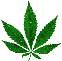 Single marijuana plant on white background