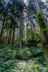 手入れされた森のイメージ