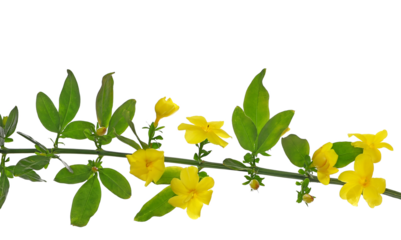 Allamanda yellow flowers isolated on white background	