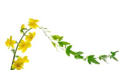 Allamanda yellow flowers isolated on white background	