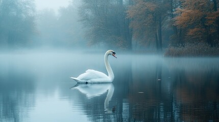 Majestic swan on misty lake at dawn.