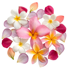 Colorful flower petals arranged beautifully for decoration and natural inspiration