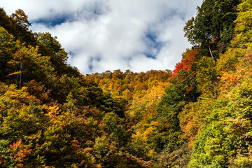 紅葉の白山白川郷ホワイトロード
