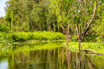 Beautiful tropical river in Asia among green nature