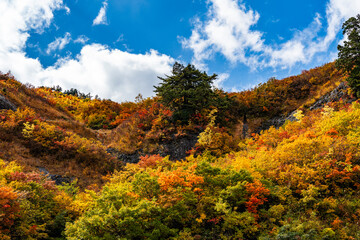 Naklejka premium 紅葉の白山白川郷ホワイトロード・三方岩駐車場からの眺め