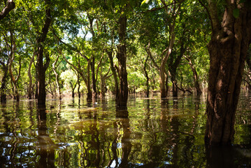 Flooded forest with trees in water in Cambodia
