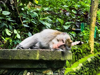 Relaxed monkey in lush jungle