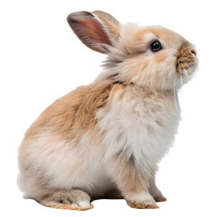 Obraz premium Cute fluffy rabbit sitting calmly against a white background in a studio setting