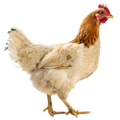 Fototapeta premium Farmyard hen walking across the barnyard during a sunny afternoon at a rural location