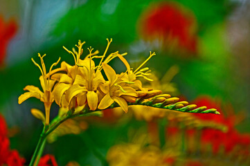 Close up of the exotic Crocosmia Masoniorum 'Rowallane Yellow'