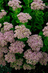Hylotedlephium in close up