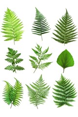 Green Leaves on White Background