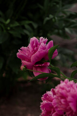A stunning close-up of a pink peony flower in full bloom, showcasing its soft petals and intricate details. A perfect symbol of elegance and natural beauty.