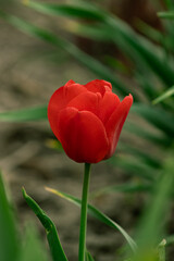 A striking red tulip in full bloom, showcasing its rich color and delicate petals. Perfect for floral, spring, and nature-themed designs.