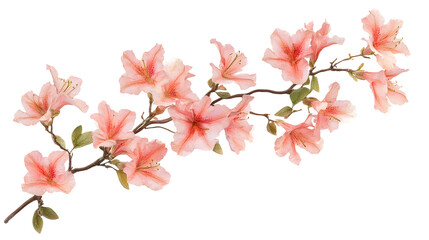 Obraz premium Stunning Macro Shot of Pink Azalea Blossoms Isolated for Commercial Use