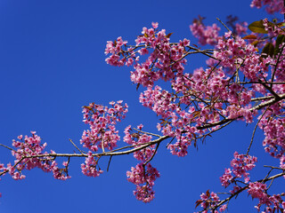 Wild Himalayan Cherry, Prunus cerasoides, Sakura in Thailand