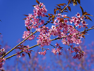 Wild Himalayan Cherry, Prunus cerasoides, Sakura in Thailand