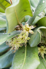 Obraz premium Beautiful Formosan Nato Tree (Palaquium formosanum) flowers.