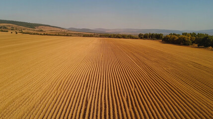 Fototapeta premium Expansive view of golden wheat fields stretching across the countryside during a clear summer day