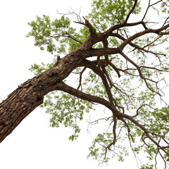 Fototapeta premium Vertical view of a tall tree with lush green leaves against a bright white background during daylight